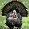 karlskipglander - @karlskipglander - TikTok