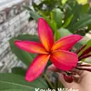 Karl_The_Plumeria_Guy - @karl_the_plumeria_guy - TikTok