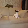 Meko - @karlhecky - TikTok