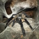 Karl Jørgensen - @spiders4all - Instagram