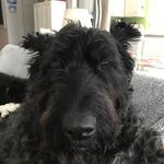 Karl Kirsch - @blackdogfarm - Instagram