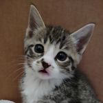 Karl "Link" Lagerfield Peace - @karlthekitycat - Instagram