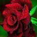 Karl Mack - Facebook