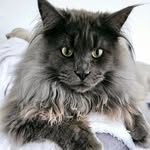 KARL 🐾 - @karl_mainecoon - Instagram