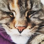 Karl Mainzer - @karlmainzer - Instagram
