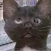 Karll Moseley - @karll.moseley - TikTok