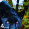 karlmoss2 - @karlmoss2 - TikTok