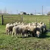 karlmcgk4fz - @karl.mount - TikTok