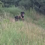 @dobermann_nero_aka_karl_heinz - Instagram