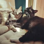 @karl_n_ollie - Instagram