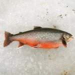 Karl Nordlund - @kalles_fiske - Instagram