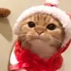 Karol - @karl_nowak - TikTok