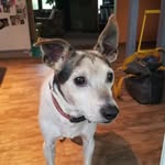 Karl O'Connor - @karlthejackrussell - Instagram