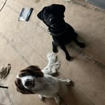 Leo og Karl - @karlogleoshverdag - Instagram
