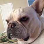 Karl Olson - @pardon__my__frenchie - Instagram