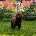 Karlo     (Karl Otto August Maximilian vom Berge ) - @karl.otto.august.maximilian - Instagram