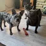 Karl Paul - @alfie_poppy_living_it_up - Instagram