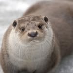 Karl Paul - @otterauge2612 - Instagram