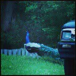Peacock Karl - @karlthepeacock - Instagram