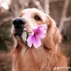karla - @karlreyes768 - TikTok
