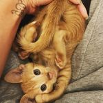 𝑲𝑨𝑹𝑳& 𝑹𝑼𝑩𝒀 - @karlchen_thecat_ - Instagram