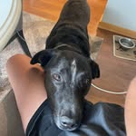 Karl - @rufflifeofkarl - Instagram