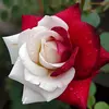 Karl Trumph - @karltrumph - TikTok