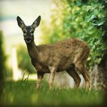 Karl Helmut Schäfer - @heckepit1969 - Instagram