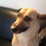 Karl Schäfer - @karl_schafer_ausbilderschein - Instagram