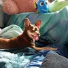 karlaschaffner5 - @karlaschaffner5 - TikTok