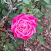 Kalle Chaplin - Facebook