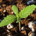 karl Weaver - @karli_buds - Instagram