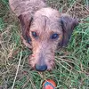 Dackel_Wurst_Karl - @dackel_wurst_karl - TikTok
