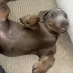 @karlithewurst - Instagram
