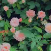 karlabrentwood - @karlabrentwood - TikTok