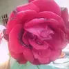 Karla Chicas4748 - @karlachicas4748 - TikTok
