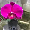 KarlaCombs - @hegmampsp64 - TikTok