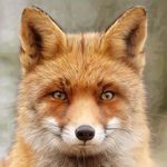 Karla J Hubbard - @blissfullgardener - Instagram