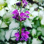 Karla J Hubbard - @blissful_season - Instagram