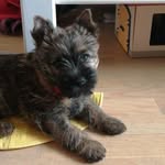 Karla Lunde Bruun - @karla.the_dog - Instagram