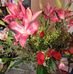 Karla Manriquez - Facebook