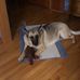 Karla Meggison - Facebook