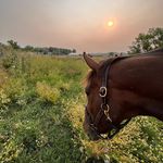 Karla O'Brien - @karlaequestrian - Instagram