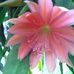Karla Palmer - Facebook