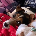 Karla Pearson - @clooney.dog.original - Instagram