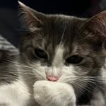 Karla Pedersen - @kpcritters - Instagram