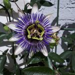 karla pederson - @norwegianplantgirl - Instagram