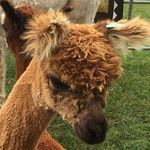 Karla Priestner - @karlapriestner - Instagram
