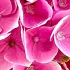 karlariddle739 - @karlariddle739 - TikTok