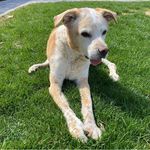 Karla Roper Russell - @sweetsydneyluckyk9 - Instagram